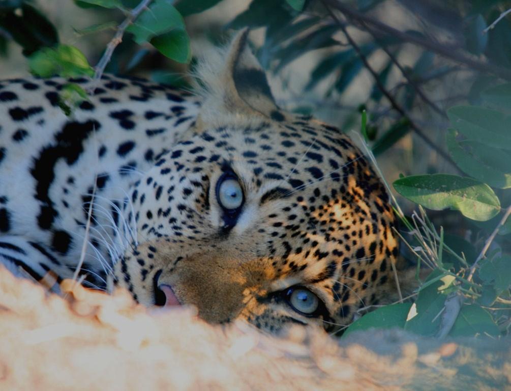 Kambaku Safari Lodge Timbavati Game Reserve Luaran gambar